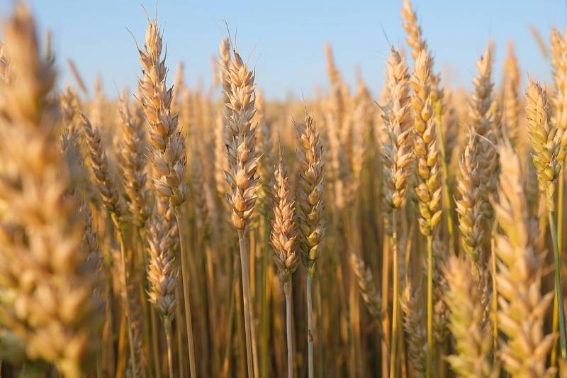 Ukraina sarujuk kanggo mungkasi pasokan gandum menyang Polandia sawise protes saka petani lokal