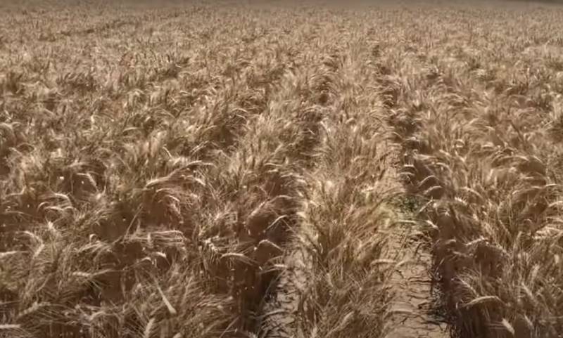 Bloomberg: Высок риск возникновения дефицита пшеницы на мировом рынке из-за засухи в Канаде