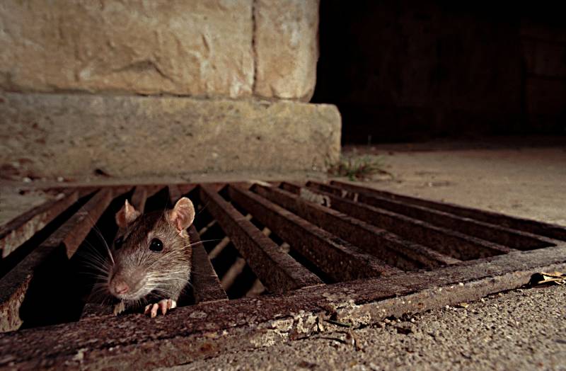 Over ratten in de kelders van het Kremlin