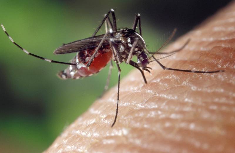 Минобороны: США планируют при помощи БПЛА доставлять малярийных комаров, чтобы заражать российских военнослужащих