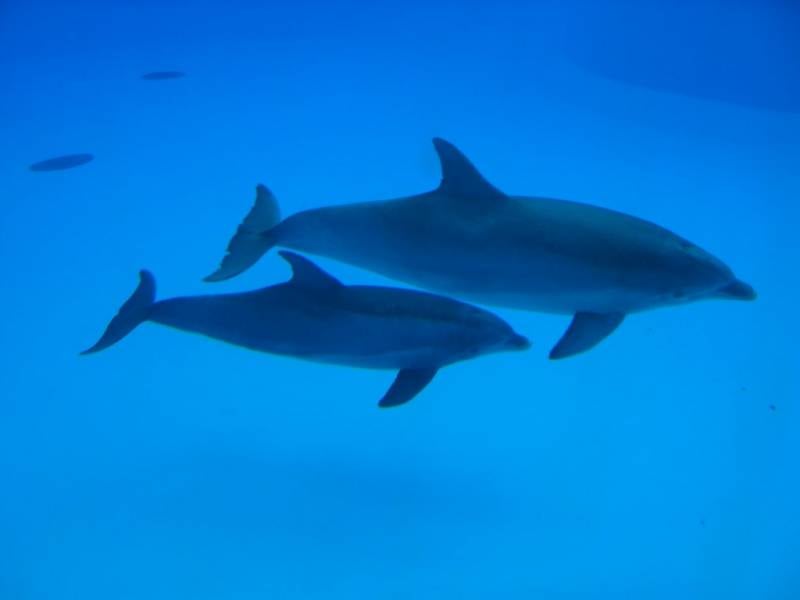Западная пресса: Россия удвоила количество охраняющих базу ВМФ в Севастополе боевых дельфинов