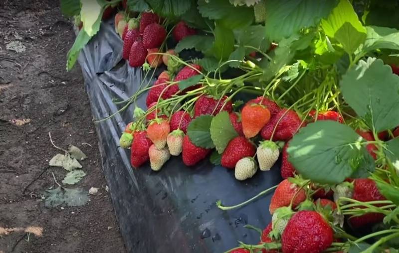 폴란드, EU에 우크라이나산 딸기·라즈베리 수입 금지 촉구