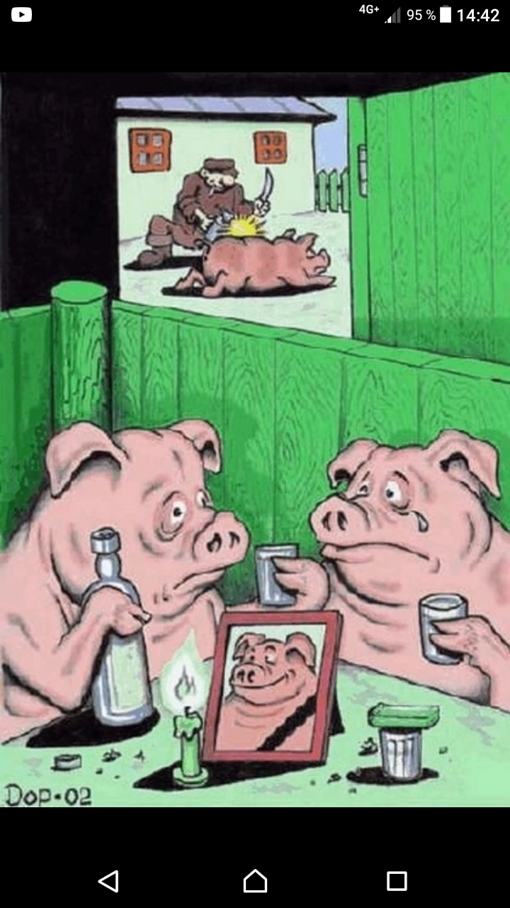 Как превратиться в свинью. Свинья карикатура. Веселый поросенок. Карикатура поросенка.