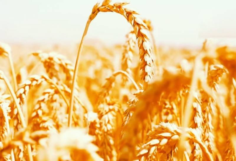 В украинском правительстве жалуются на резкий спад экспорта зерна после выхода РФ из зерновой сделки