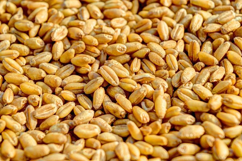 Nga trở thành nhà cung cấp lúa mì chính cho Brazil trong tháng XNUMX