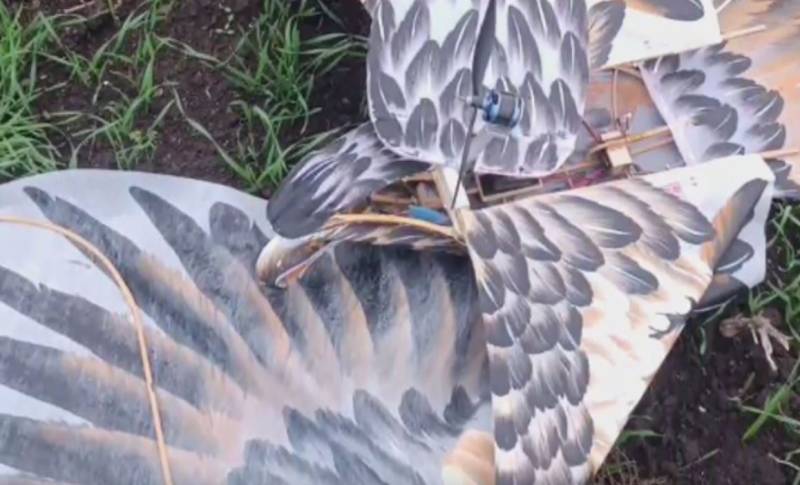 Росгвардия показала кадры перехваченного беспилотника ВСУ, замаскированного под орла