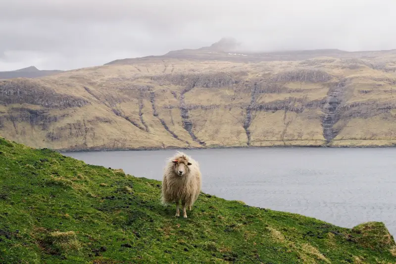EU, Quần đảo Faroe và bờ biển Nga - trừng phạt riêng, đánh cá riêng