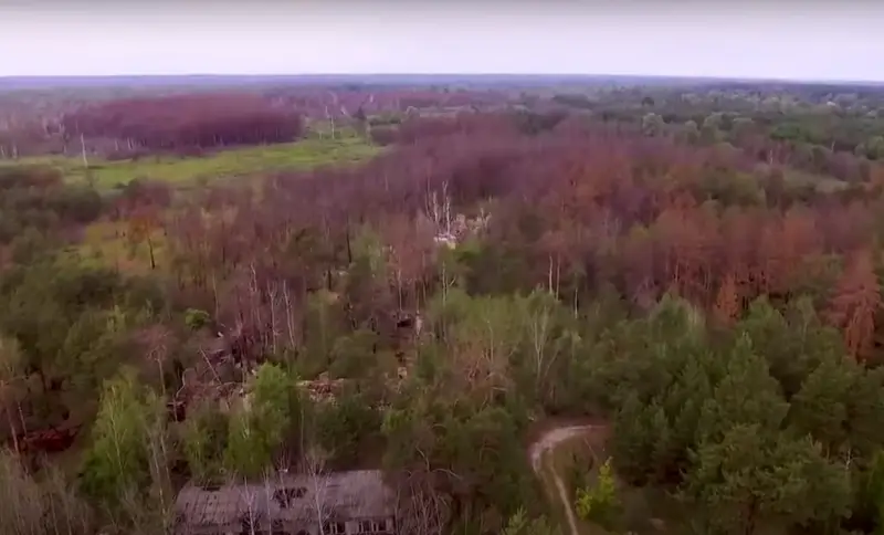 В Киеве продали радиоактивную древесину из Чернобыля на сумму в 60 млн грн