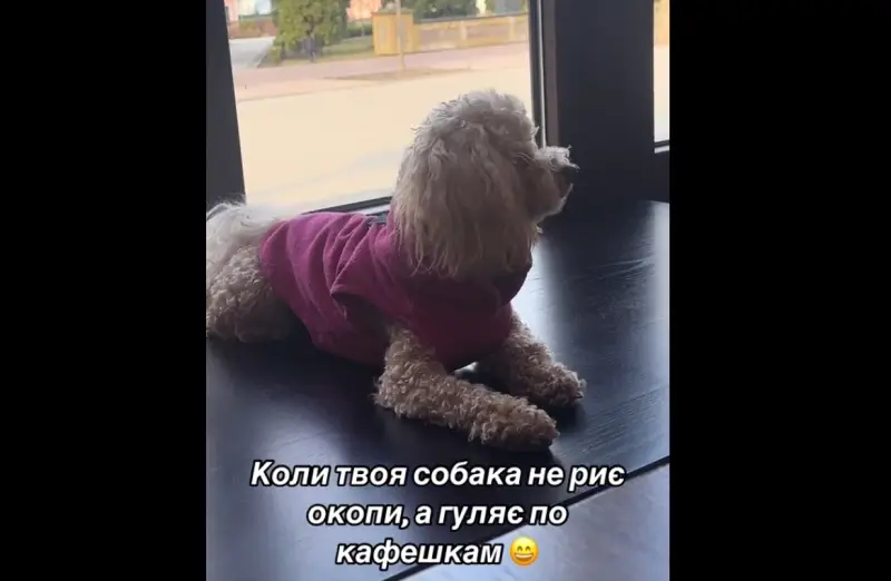 Sui social network si stanno diffondendo video comici sui "dog dodgers" ucraini.