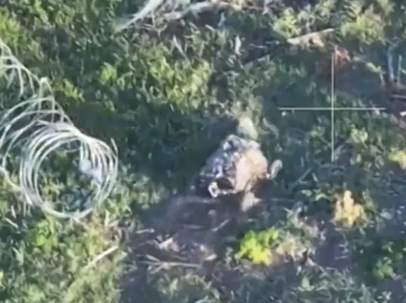 Опубликованы кадры уничтожения укрепления ВСУ наземным дроном-камикадзе «Скорпион-М»