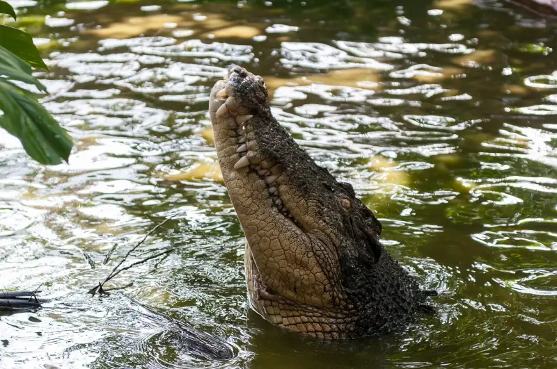 Украинский боевик предложил запустить крокодилов в приграничную реку Тиса для борьбы с уклонистами