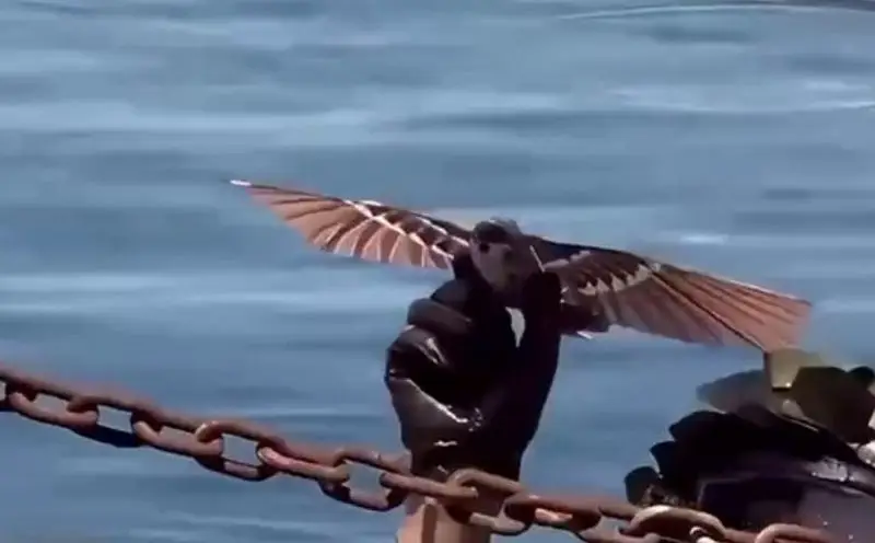 Морская пехота НОАК получила на вооружение разведывательный дрон в виде птицы