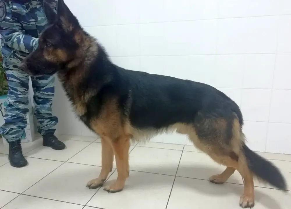 СМИ: в Москве служебная собака случайно учуяла взрывчатку в автомобиле