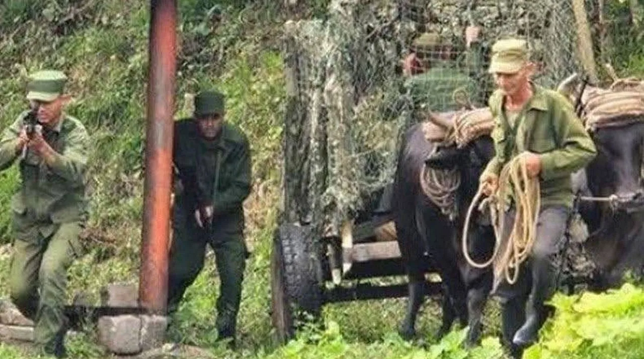 «Проявление изобретательности»: на Кубе прошли военные учения с волами и мулами